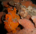   sweethearts frogfish antennarius pictus. saw these guys night dive now famous Ducomi Jetty Philippines. pictus). pictus) Philippines  